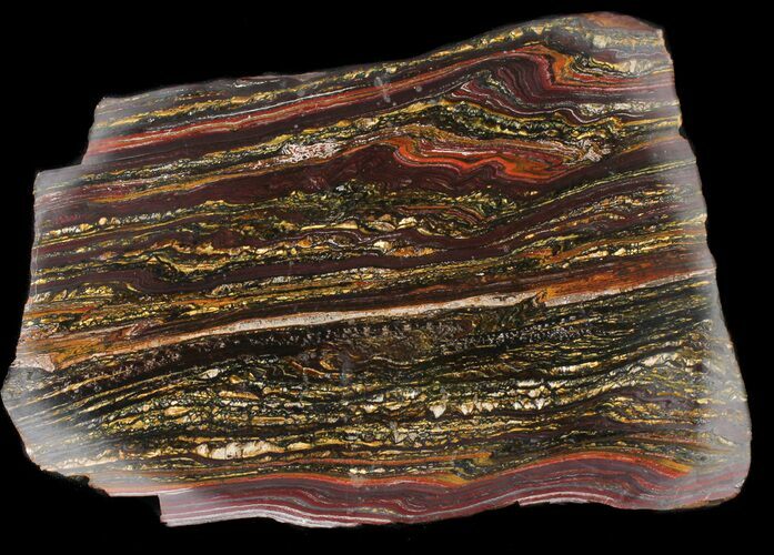 Polished Tiger Iron Stromatolite - ( Billion Years) #38915
